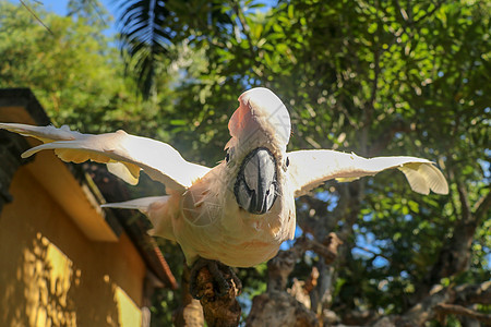 美丽的摩鹿加美冠鹦鹉鹦鹉坐在一根干燥的树枝上 挥舞着它的翅膀 巴厘岛飞禽公园动物园里可爱的三文鱼凤头鹦鹉 世界上最著名的鹦鹉之一图片