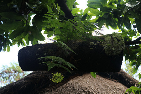 蜂巢由竹树干制成 上面覆盖着黑色棕榈纤维 野竹蜜蜂的巢穴挂在树枝上 印度尼西亚巴厘岛的蜂蜜生产 热带植物从蜂箱中生长生活环境花园图片