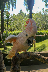 在巴厘鸟园动物园特写肖像鲑鱼凤头鹦鹉 摩鹿加鹦鹉鹦鹉肖像 一只美丽的鹦鹉的宏观肖像 树枝上的异国情调旅游概念背景眼睛朋友动物园翅图片