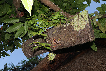 蜂巢由竹树干制成 上面覆盖着黑色棕榈纤维 野竹蜜蜂的巢穴挂在树枝上 印度尼西亚巴厘岛的蜂蜜生产 热带植物从蜂箱中生长野生动物冬眠图片