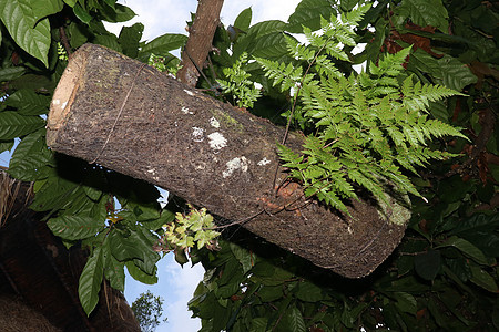 蜂巢由竹树干制成 上面覆盖着黑色棕榈纤维 野竹蜜蜂的巢穴挂在树枝上 印度尼西亚巴厘岛的蜂蜜生产 热带植物从蜂箱中生长漏洞帮助农业图片