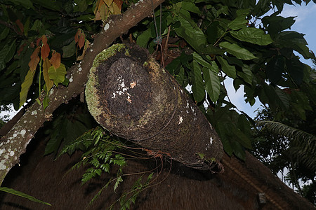 蜂巢由竹树干制成 上面覆盖着黑色棕榈纤维 野竹蜜蜂的巢穴挂在树枝上 印度尼西亚巴厘岛的蜂蜜生产 热带植物从蜂箱中生长漏洞农业昆虫图片