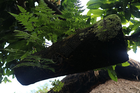 蜂巢由竹树干制成 上面覆盖着黑色棕榈纤维 野竹蜜蜂的巢穴挂在树枝上 印度尼西亚巴厘岛的蜂蜜生产 热带植物从蜂箱中生长生态动物住房图片