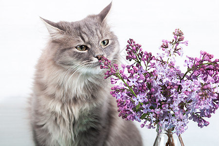 ?ute 有趣的毛茸茸的灰色虎斑猫在浅色背景的玻璃瓶中嗅着紫色的丁香花 弹簧卡的概念图片