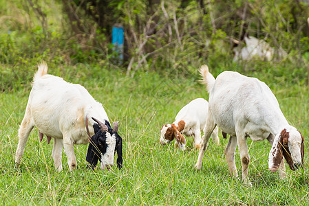 山羊在泰国有机农场的牧场上牧羊人动物家畜场地农村哺乳动物环境农业摄影国家图片