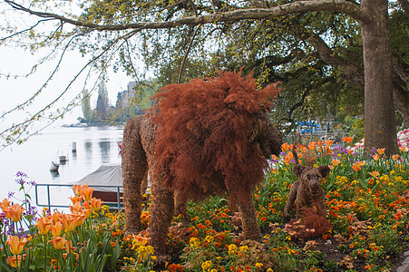 日内瓦湖湖花朵公园花园园艺图片