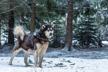 阿拉斯加马拉穆特狗的肖像动物森林雪橇宠物山脉白色黑色荒野毛皮公园图片