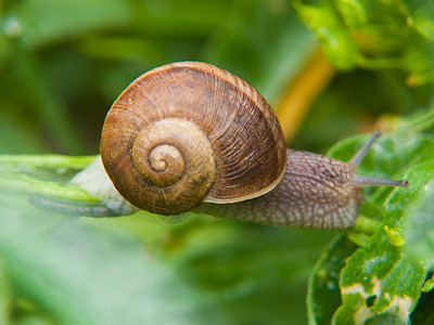 月经蜗牛动物群动物荒野树枝昆虫学虫子漏洞野生动物动物学图片