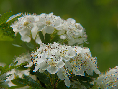 花朵园艺花瓣植物水平白色图片