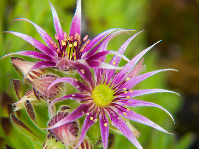 Auvergne 亚甲烷水平园艺红色花朵植物花瓣图片