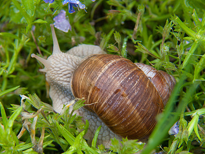 Auvergne 亚甲烷动物群虫子野生动物动物昆虫学蜗牛荒野漏洞树枝动物学图片