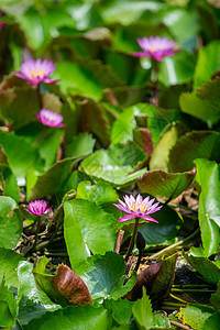 紫花莲花盛开百合花粉池塘荒野花园叶子花冠紫色植物学热带图片