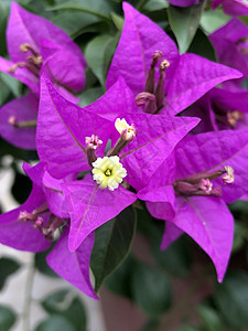 花园里的紫花植物紫色植物学阳光花朵宏观花粉花瓣背景花束图片