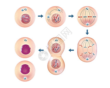 细胞分裂图片
