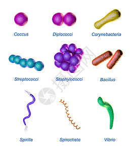 细菌形态图片