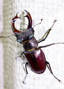 大漂亮的鹿甲虫图片