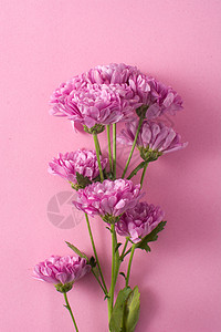 紫菊花和花瓣紫色菊花绿色白色植物插图雏菊叶子花束美丽图片