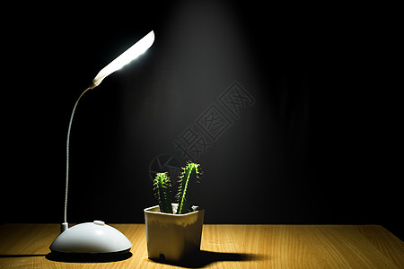 用一盏灯和 bl 在一个白色的花盆里拍摄一棵小绿树花瓶地面花园金属蜡烛风格植物木头桌子生长图片