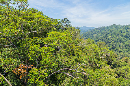 Temburunng乌卢国家公园环境公园叶子森林荒野处女旅游丛林旅行远足图片