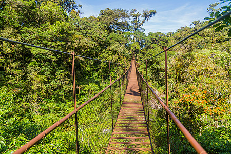 巴拿马绞架桥森林雨林热带植物建筑学丛林肾上腺素山脉远足国王图片
