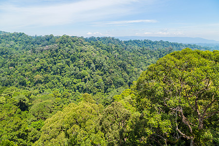 Temburunng乌卢国家公园风景脑香森林叶子丛林全景热带国家远足雨林图片