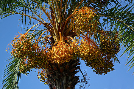 Areca 棕榈树 配水果团图片