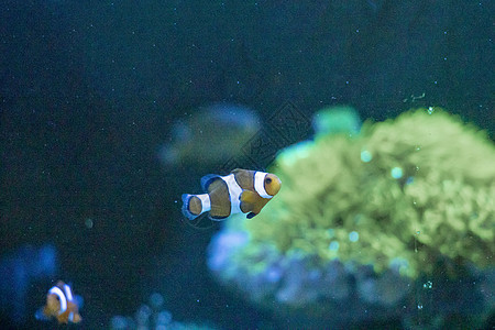 鱼类珊瑚礁潜水动物水族馆海洋黄色热带珊瑚蓝色生活图片