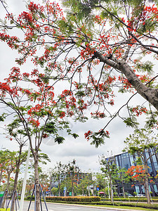 在太阳的春天 有樱桃树蓝色叶子花园植物群粉色季节花朵天空绿色树叶图片