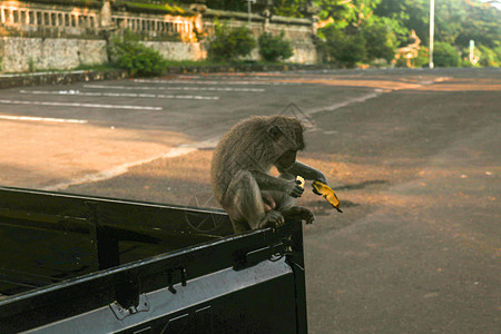 长尾猕猴坐在卡车后座上吃热带水果 手里拿着香蕉的灰色雄性灵长类动物 猴子吃香蕉 一只猴子坐在车上吃香蕉丛林哺乳动物食物旅行寺庙毛图片