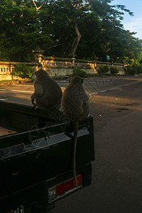 长尾猕猴坐在卡车后座上吃热带水果 手里拿着香蕉的灰色雄性灵长类动物 猴子吃香蕉 一只猴子坐在车上吃香蕉丛林游客毛皮森林黑猩猩寺庙图片
