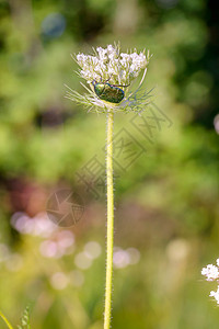 卡罗塔花朵上的金属紫檀甲虫野生动物昆虫害虫动物群荒野青铜漏洞图片