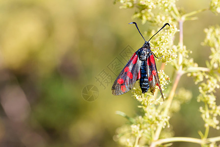 Zygaena 菲利平极野生动物太阳昆虫蝴蝶荒野真理动物群宏观动物翅膀图片