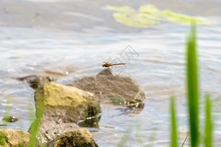 飞龙飞翔等腰飞行翅膀蜻蜓男性身体平衡野生动物芦苇岩石图片