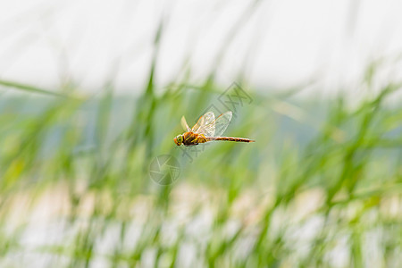 飞龙飞翔飞行翅膀平衡荒野男性蜻蜓芦苇环境航班野生动物图片