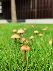 草地上有很多蘑菇荒野自然毒菌宏观苔藓食物植物森林季节绿色图片