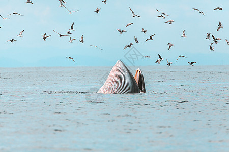 布氏鲸 伊甸鲸 在泰国湾吃鱼潜水濒危座头鲸哺乳动物鲸目野生动物游泳精子蓝色海洋图片