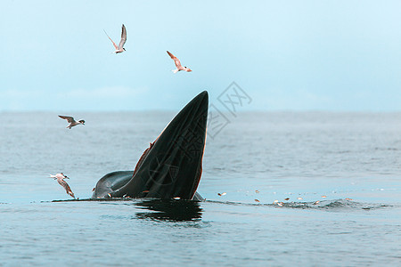 布氏鲸 伊甸鲸 在泰国湾吃鱼哺乳动物海洋生活荒野濒危精子鲸目野生动物潜水动物图片