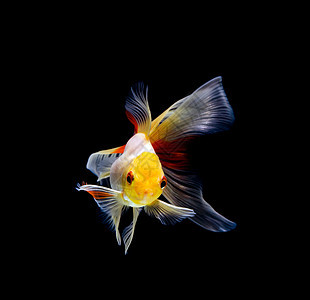 在深黑黑色背景下被孤立的金鱼黄色游泳生活运动金子宠物液体鱼缸动物橙子图片