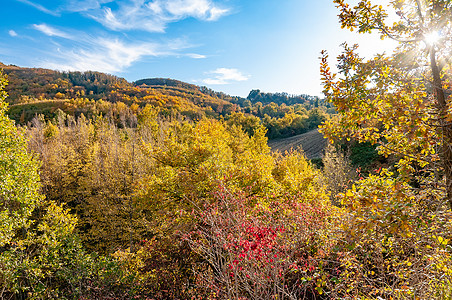 意大利的秋叶树森林农村旅游蓝色土地国家橙子太阳光线天空旅行图片