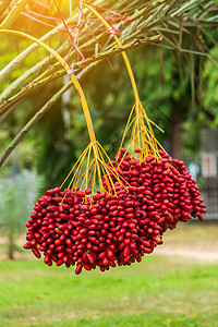 日期成熟的棕榈树枝季节收成植物种植园花园水果农业植物群乡村果树图片