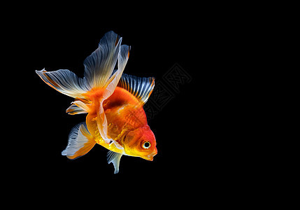 在深黑黑色背景下被孤立的金鱼红色宠物橙子背景图片