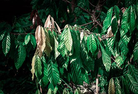 Cacao 树 天然有机可可果豆种子食物叶子异国季节植物可可雨林花园植物学图片