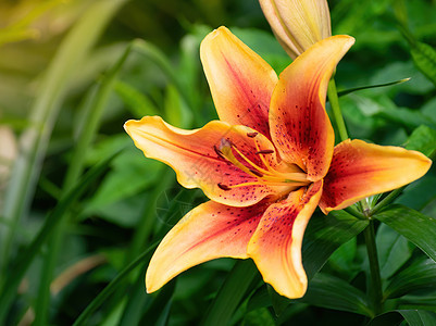 园中黄色的百合花植物花瓣杯子雌蕊太阳花园射线环境植物群背景图片