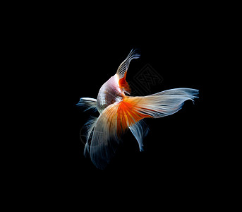 在深黑黑色背景下被孤立的金鱼宠物红色橙子图片