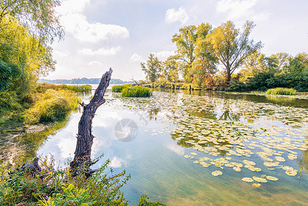里德和利丽水在河中树木季节晴天香蒲荷花百合蓝色反射芦苇池塘图片