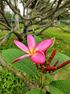 树上粉红色fragipaani花朵绿色红色叶子植物宏观兰花园艺花园百合花瓣图片