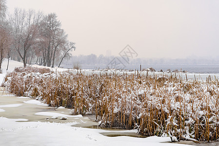 在寒冬寒冷的一天 Dnieper 河景天空荒野全景香蒲场景树木芦苇环境风景蓝色背景图片
