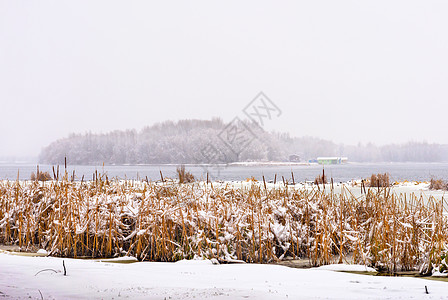 在寒冬寒冷的一天 Dnieper 河景芦苇荒野场景环境季节风景香蒲反射旅行冰川图片