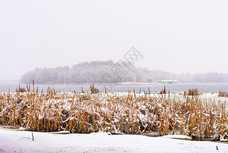 在寒冬寒冷的一天 Dnieper 河景芦苇荒野场景环境季节风景香蒲反射旅行冰川背景图片