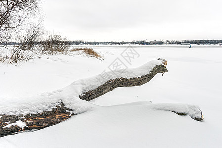 寒冷和雪雪冬季风景场景白色天气树干灰色季节图片